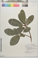 藏品(蔓榕)的圖片