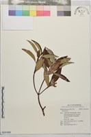 藏品()的圖片