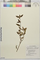 藏品(糙葉耳藥花)的圖片