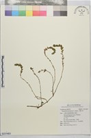 藏品(小獅子草)的圖片