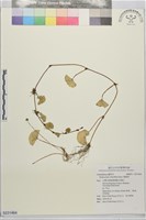 藏品(銅錢草)的圖片