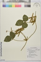 藏品(擬大豆、南美葛豆)的圖片