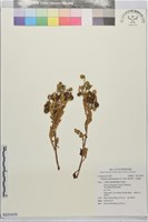 藏品(線球菊、田基黃)的圖片