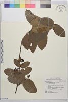 藏品(小仙丹花)的圖片