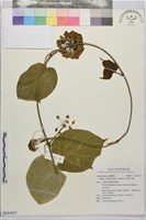 藏品(華他卡藤)的圖片