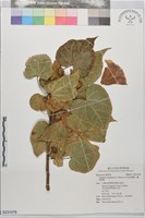 藏品(繖楊、截萼黃槿)的圖片