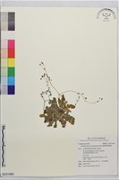 藏品(臺灣假黃鵪菜)的圖片