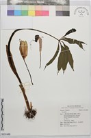 藏品()的圖片