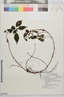 藏品(短角冷水麻)的圖片
