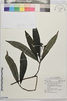 藏品(薄葉玉心花)的圖片