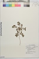 藏品(臥莖同籬生果草)的圖片