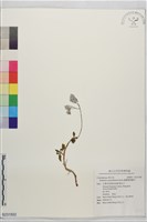 藏品(鵝鑾鼻燈籠草)的圖片