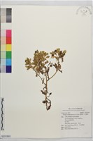 藏品(線球菊、田基黃)的圖片