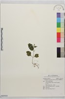 藏品(卵葉鱗球花)的圖片