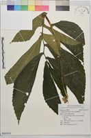 藏品(食用樓梯草)的圖片