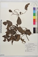 藏品(威靈仙)的圖片