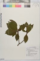 藏品(貝木)的圖片