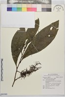 藏品(山龍眼)的圖片