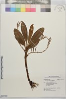 藏品(大腳筒蘭)的圖片