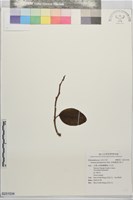 藏品(菲律賓南五味子)的圖片