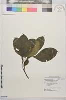 藏品(三葉山香圓)的圖片
