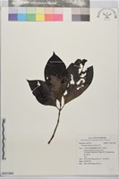 藏品(貝木)的圖片
