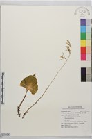 藏品(東亞脈葉蘭、脈葉蘭)的圖片