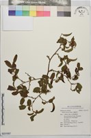 藏品(宜蘭菝契)的圖片