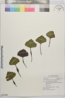 藏品(菱)的圖片