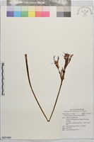 藏品(換錦花)的圖片