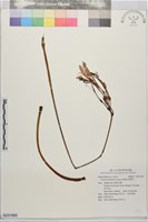 藏品(換錦花)的圖片