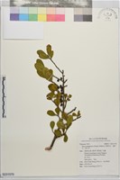 藏品(凹葉柃木、濱柃木、翠米茶)的圖片