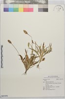 藏品()的圖片