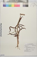 藏品()的圖片