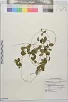 藏品(田代氏乳豆)的圖片