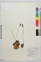 藏品(綿棗兒)的圖片