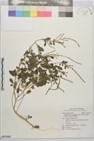 藏品(變葉藜)的圖片