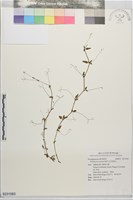 藏品(紅花黃細心)的圖片