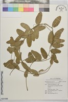 藏品(木防己)的圖片