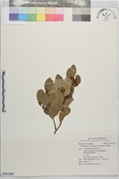 藏品(桃金孃)的圖片
