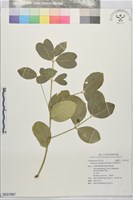 藏品(淡綠葉衛矛)的圖片