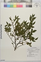 藏品(褐毛灰木、密毛灰木)的圖片