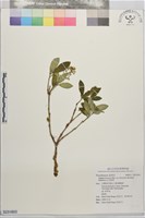 藏品(白花瑞香)的圖片