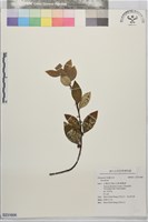 藏品()的圖片