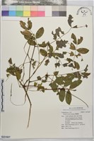 藏品(鴨腱藤)的圖片