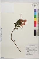藏品(唐杜鵑、大屯杜鵑、中原氏杜鵑)的圖片