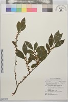 藏品(南仁山柃木)的圖片