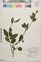 藏品(光葉柃木、細齒葉柃)的圖片