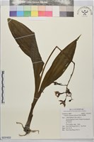 藏品(阿里山根節蘭)的圖片