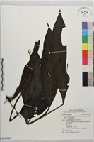 藏品(細莖鶴頂蘭、細距鶴頂蘭)的圖片